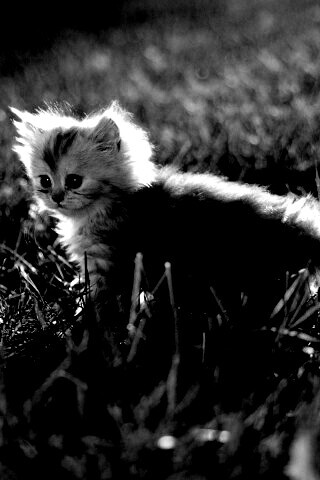 Котёнок в траве обои