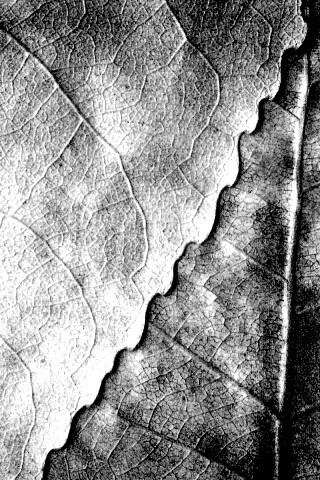 Текстура желтых увядших листьев обои