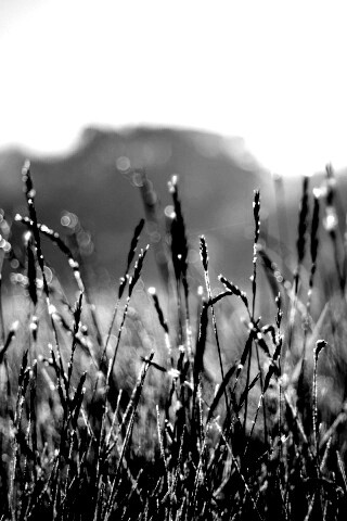 Поле пшеницы обои