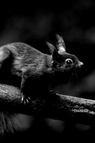 Белочка на ветке обои