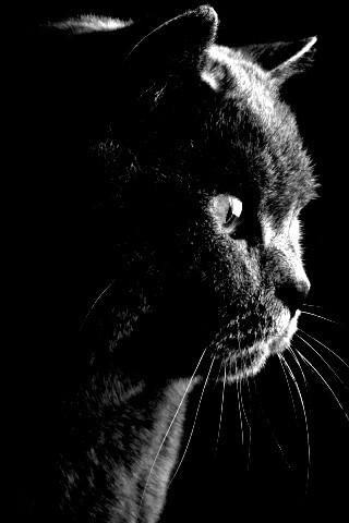 Плюшик  обои