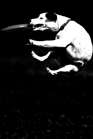 Ловкач обои