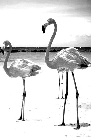 Розовые фламинго на пляже обои