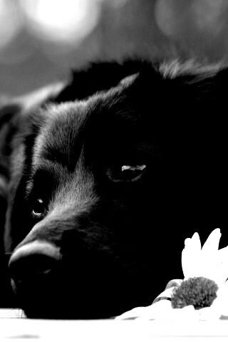 Собака с ромашкой обои