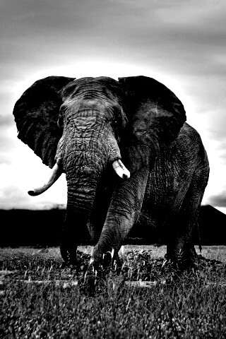 Слон на прогулке обои