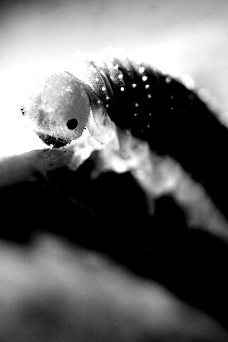 Гусеница бабочки на лепестке обои