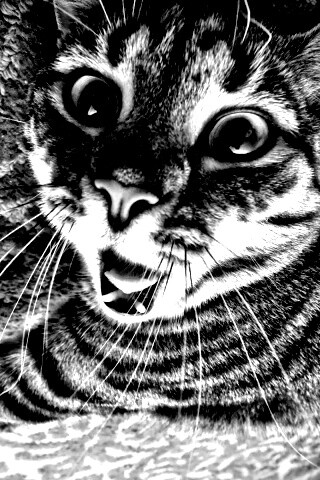 Спалившийся на ковре кошак обои