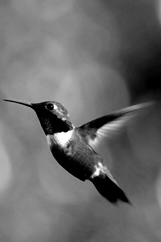 Маленькая колибри обои