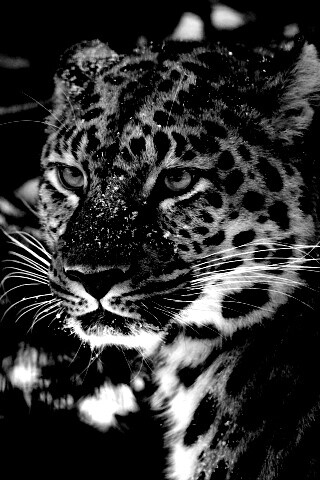 Леопард у заснеженной ели обои