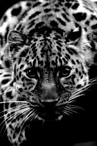 Леопард в зоопарке обои