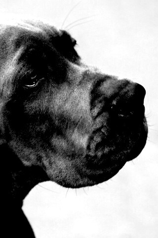 Грустная собака обои