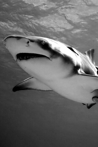 Красивая глубоководная акула обои