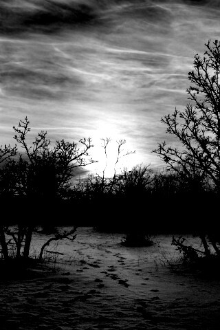 Закат в зимнем лесу обои