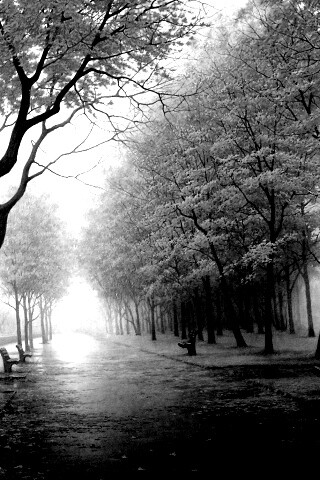 Дорога в осень обои