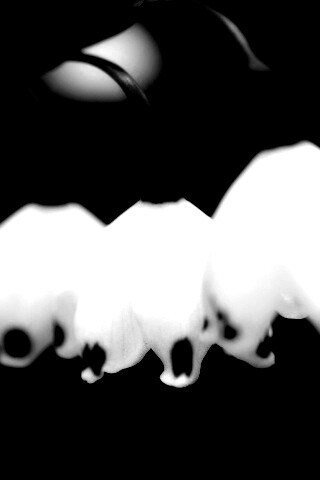 Белые ландыши обои