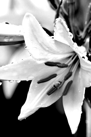 Белая лилия обои