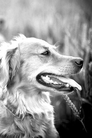 Собаки обои