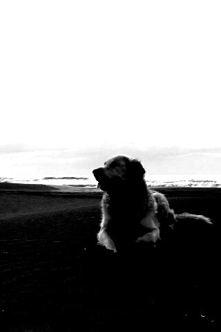 Красивая собака на оранжевом песке обои