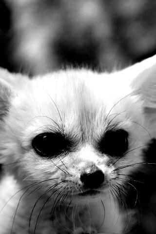 Угрюмый ушан обои