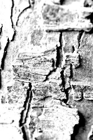 Белая кора обои