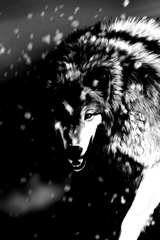 Охота на волка обои