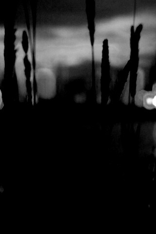 Камыш на фоне вечерних огней обои