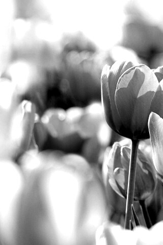Красивые тюльпаны обои