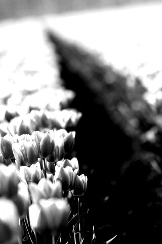 Тропинка в поле розовых тюльпанов обои