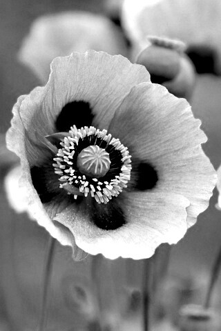 Розовые маки обои