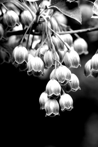 Красные колокольчики обои