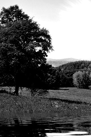 Дерево у воды обои