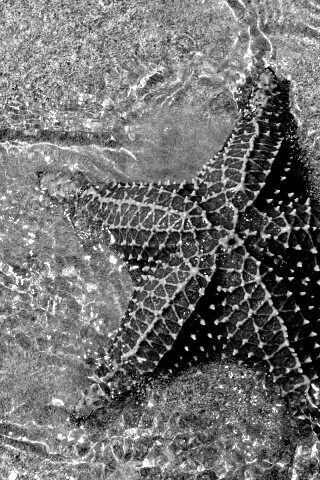 Морская звезда обои