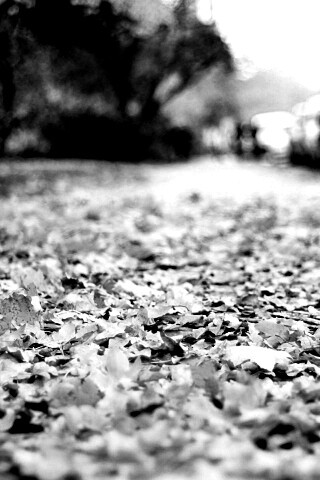 Осенние листья обои