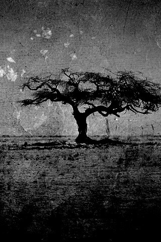 Гранжевое дерево в саванне обои