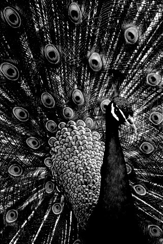 Красивый павлин обои