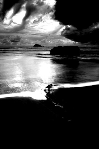 Коряга на пляже обои