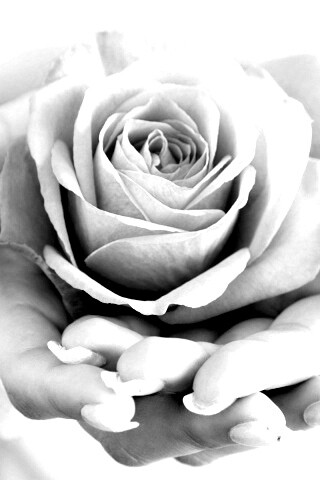 Роза в женских руках обои