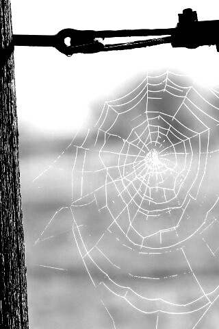 Паутина 51 обои