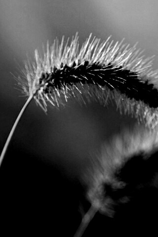 Травинка обои