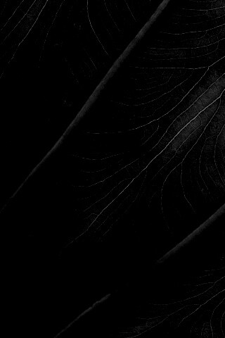 Прожилки на листе обои