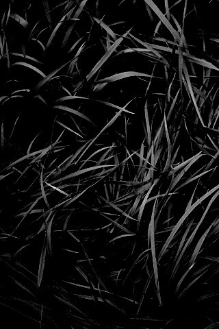 Блеклая трава обои