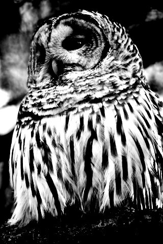 Сова на ветке обои