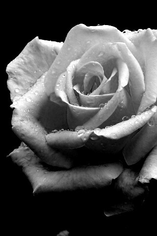 Белая роза обои