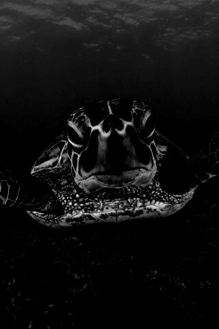 Морская черепаха обои