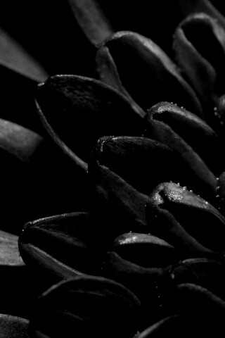 Лепестки хризантемы обои