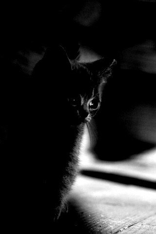 Маленький дымчатый котенок обои