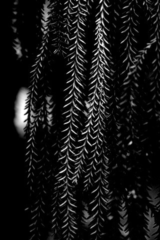 Зеленые колючки обои