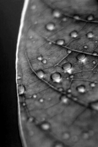 Зеленый листик в макро обои