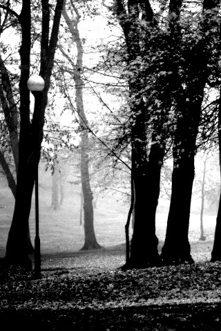 Парк красных листьев обои