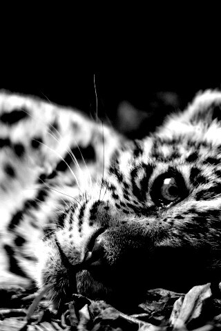 Гепард котенок обои